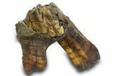Fossil Woolly Rhino (Coelodonta) Partial Tooth - Siberia #380733-1